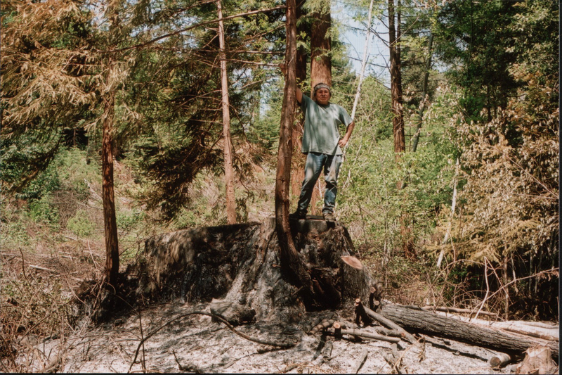 Willard-on-stump