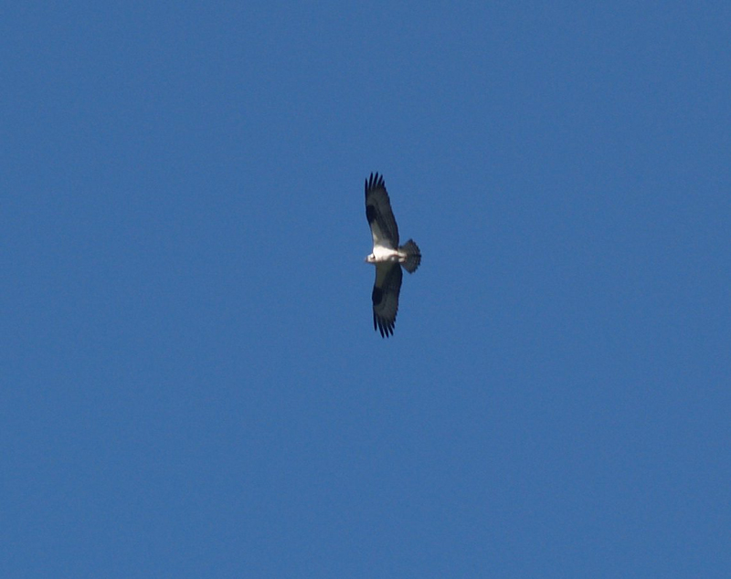 P5037895a